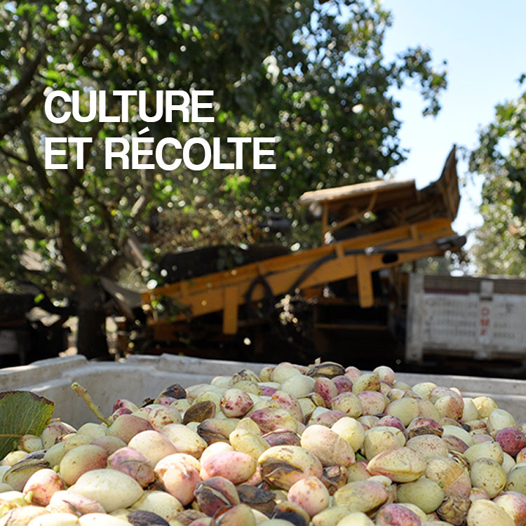 American Pistachio Growinh and Harvesting